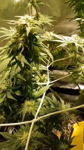 mini grow tent, blim burn seeds cafe racer,zombie death f**k , frozen melon head 31 days flower смотреть онлайн
