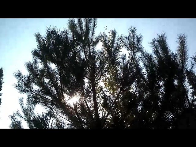 Моя земля - Автор Ольга Кукушкина музыка Павел Кивоспицкий поёт Роман Лиманский смотреть онлайн