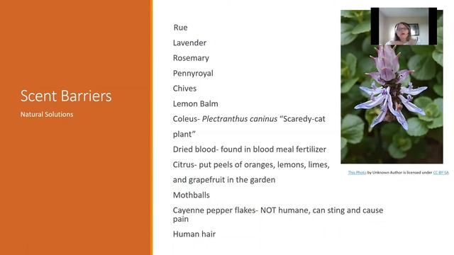 Deterring Cats from the Garden смотреть онлайн