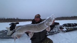 ЧЁРНЫЕ-ГОЛОДНЫЕ ЩУКИ, КИДАЮТСЯ КАК СОБАКИ! ПОЙМАЛ ТРОФЕЯ \ РЫБАЛКА НА ЖЕРЛИЦЫ!