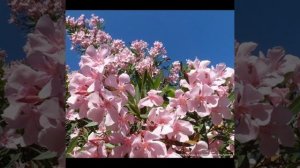 Пророчество для (о) Женщины-Спасительнице Мира.#Новый Иерусалим.#матьмира #вестник #дама #мессия