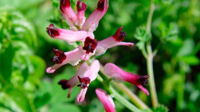 PARA QUE SIRVE 🌿FUMARIA 🌿 SANGRE DE CRISTO 🌿PALOMINA 🌿 PLANTAS MEDICINALES NUEVA N🌿DIURÉTICA🌿LAXANT смотреть онлайн
