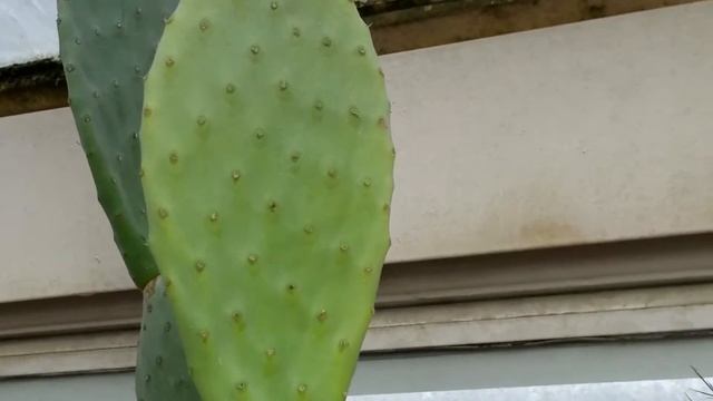 OPUNTIA FICUS-INDICA CACTUS PLANT смотреть онлайн