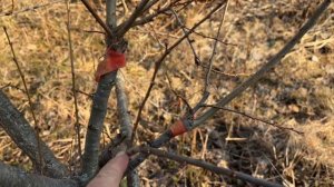 Спасаем дерево-сад