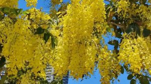 Городское разноцветье