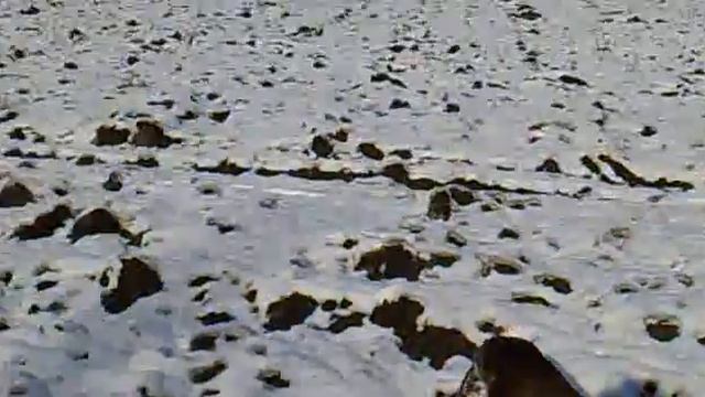 Охота на зайца. смотреть онлайн