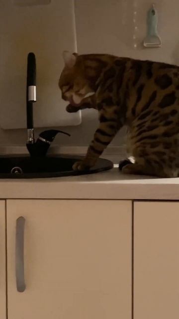 Бенгальський кіт, про породу бенгал. Прикольні відео з котами смотреть онлайн