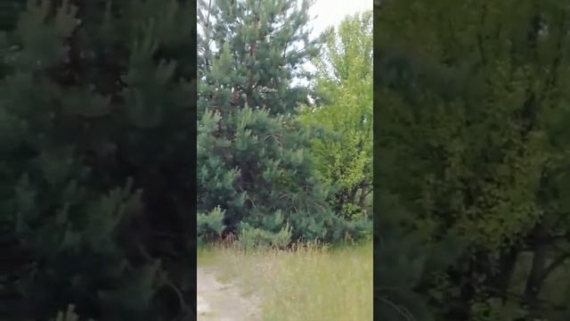 Одуванчики смотреть онлайн