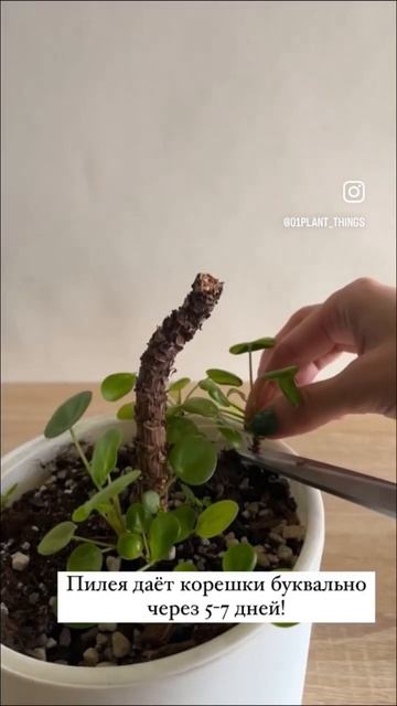 Как быстро прорастают черенки? #домашниерастения #растениеводство #растениядома смотреть онлайн