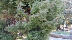 ПОТРЯСАЮЩЕ КРАСИВАЯ ПЕСНЯ! ВЫ БУДЕТЕ ОТ НЕЁ В ПОЛНОМ ВОСТОРГЕ!