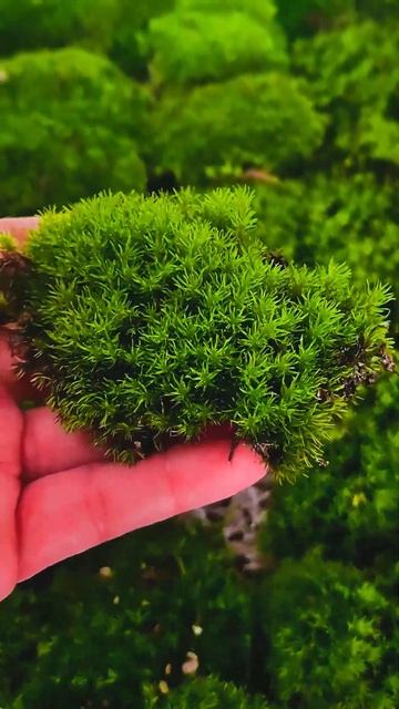 The moss for my terrarium projects: well kept leucobryum смотреть онлайн