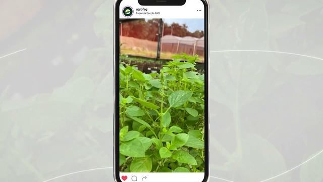 Iza na Fazenda: aprenda a plantar e a cuidar de um pé de manjericão смотреть онлайн