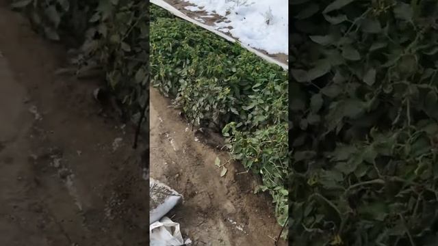 Дуги с отоплением зимой смотреть онлайн