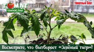 Посмотрите, что вытворяет «Зелёный тигр»! Немного о рассаде томатов в этом сезоне. Томатный блог