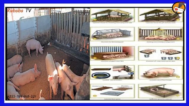 EPISODE 5: Ufugaji wa Nguruwe kibiashara / Mambo ya Kuzingatia Wakati unajenga Banda смотреть онлайн