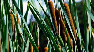 Шумел камыш, деревья гнулись Застольные песни под гитару Наталия Муравьева Shumel Kamish Love song