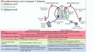 67 Рефлекторные дуги