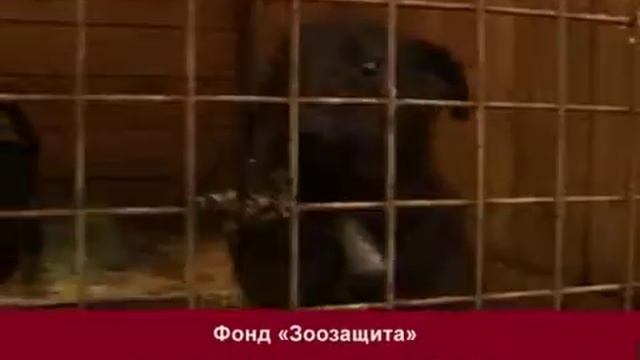 Шкурный вопрос от 5 октября 2013 смотреть онлайн