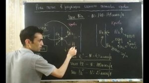 ОРГАНЫ ВДЕЛЕНИЯ ФУНКЦИИ ПОЧКИ