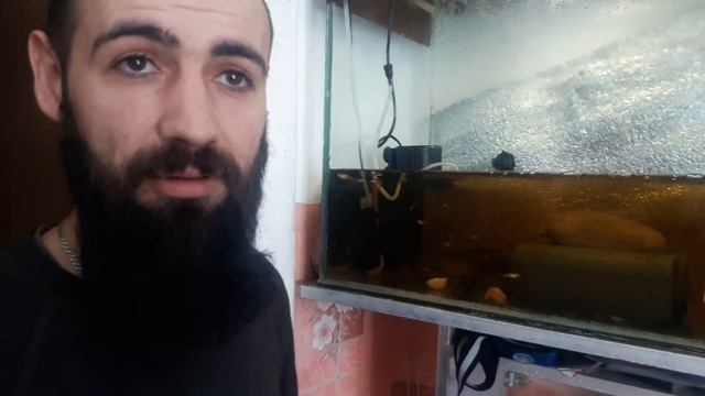 Червоних австралійських раків вирощує у Вінниці АТОвець Борода смотреть онлайн