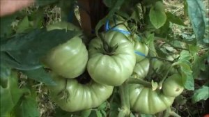 Крупноплодный томат сорт Фаворит 4