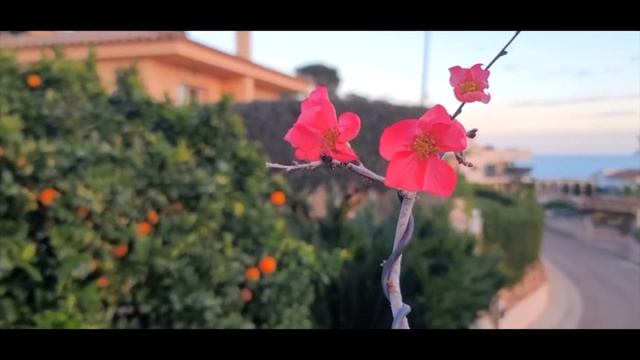 Как цветет бонсай? Цветение айвы бонсай. Bonsai care смотреть онлайн