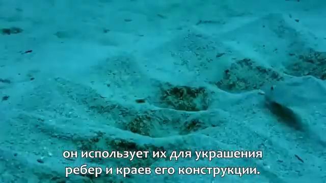 Иглобрюх смотреть онлайн