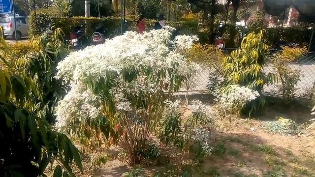 Little Christmas Flower|Snow Bush|Euphoria leucocephala|Blooms смотреть онлайн