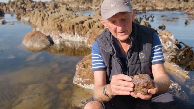Chitons - ancient armored molluscs смотреть онлайн