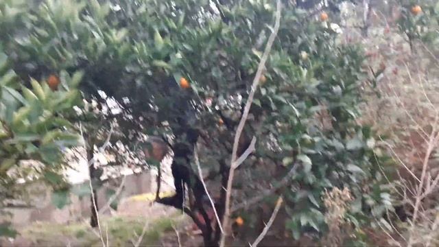 Собираем урожай апельсинов в январе в Сочи.18 января Ссылка на инстаграм ниже смотреть онлайн