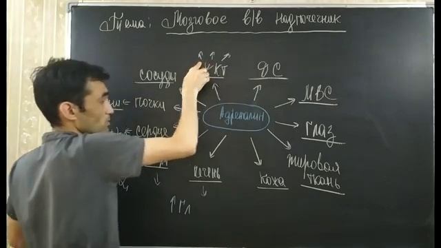ЭНДОКРИННАЯ СИСТЕМА. МОЗГОГВОЕ ВЕЩЕСТВО НАДПОЧЕЧНИКОВ смотреть онлайн