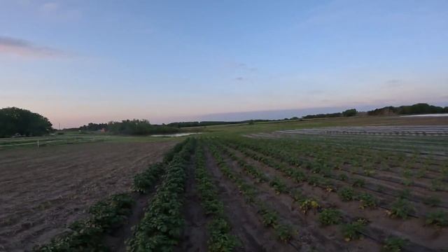Succession Planting Sweetcorn And Green Beans смотреть онлайн