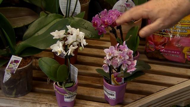 Moth orchids are easy to grow смотреть онлайн