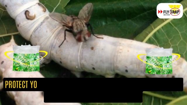 Protect your silkworm with Flytrap | Sericulture Farming | Get Rid of Flies | Control Solutions смотреть онлайн