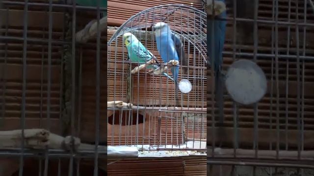 Dando um giro na criação!!🐦🐦.Sera que vem um arco iris🌈😁 смотреть онлайн