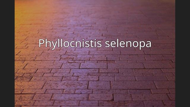 Phyllocnistis selenopa смотреть онлайн