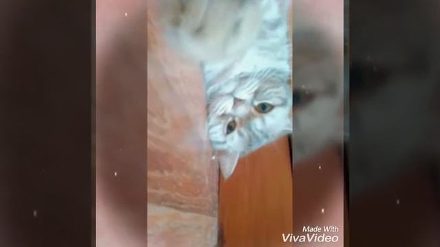 Мое первое видео с кошкой смотреть онлайн