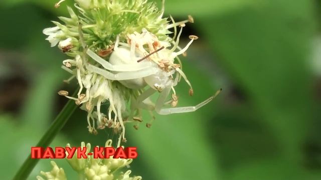 Тварини майстри маскування смотреть онлайн