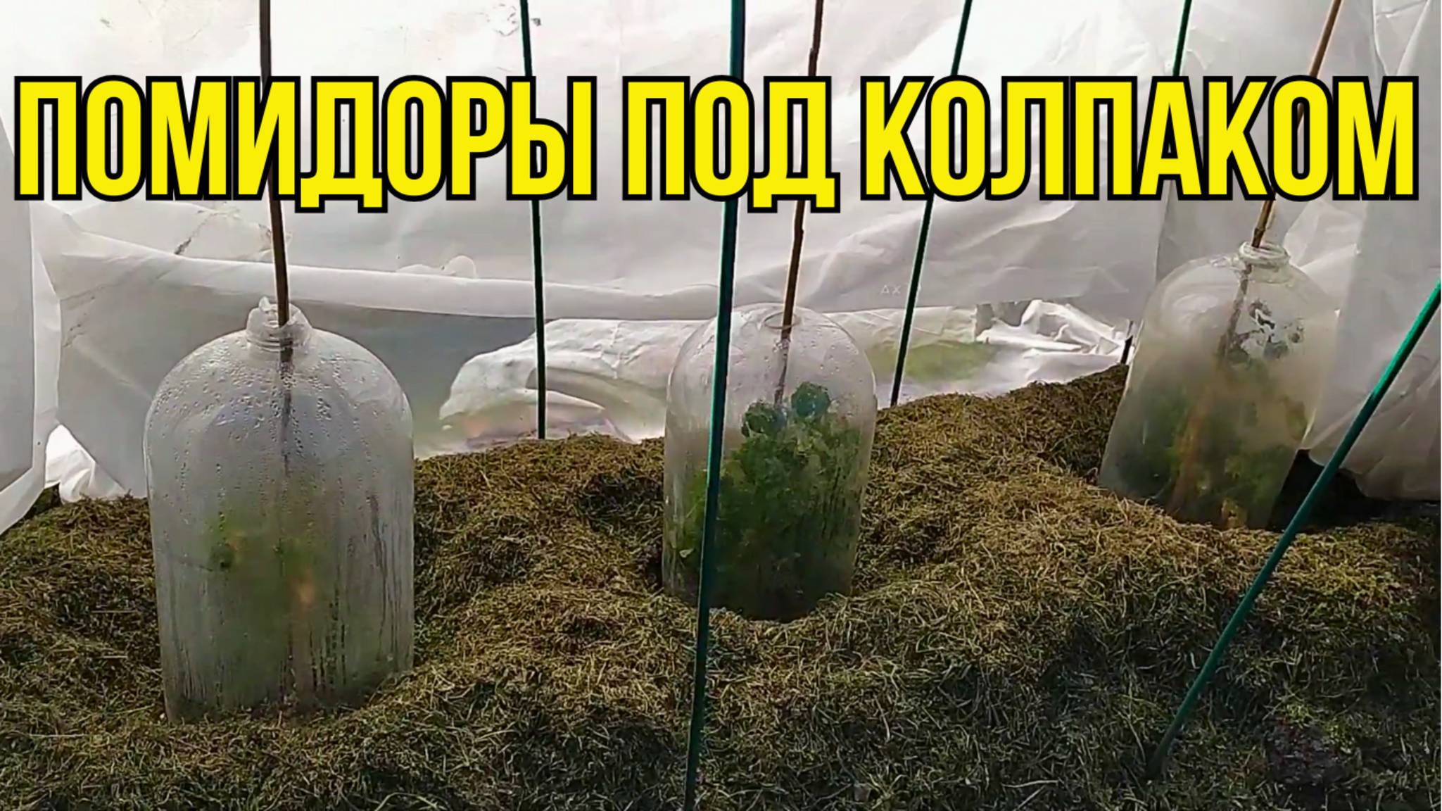 Как Защитить Рассаду от Весенних Заморозков? смотреть онлайн