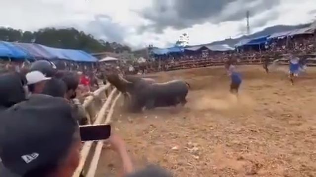 Bos Japal (Win) Vs Bolong Bombo, Arena Rantepaku Bolu смотреть онлайн