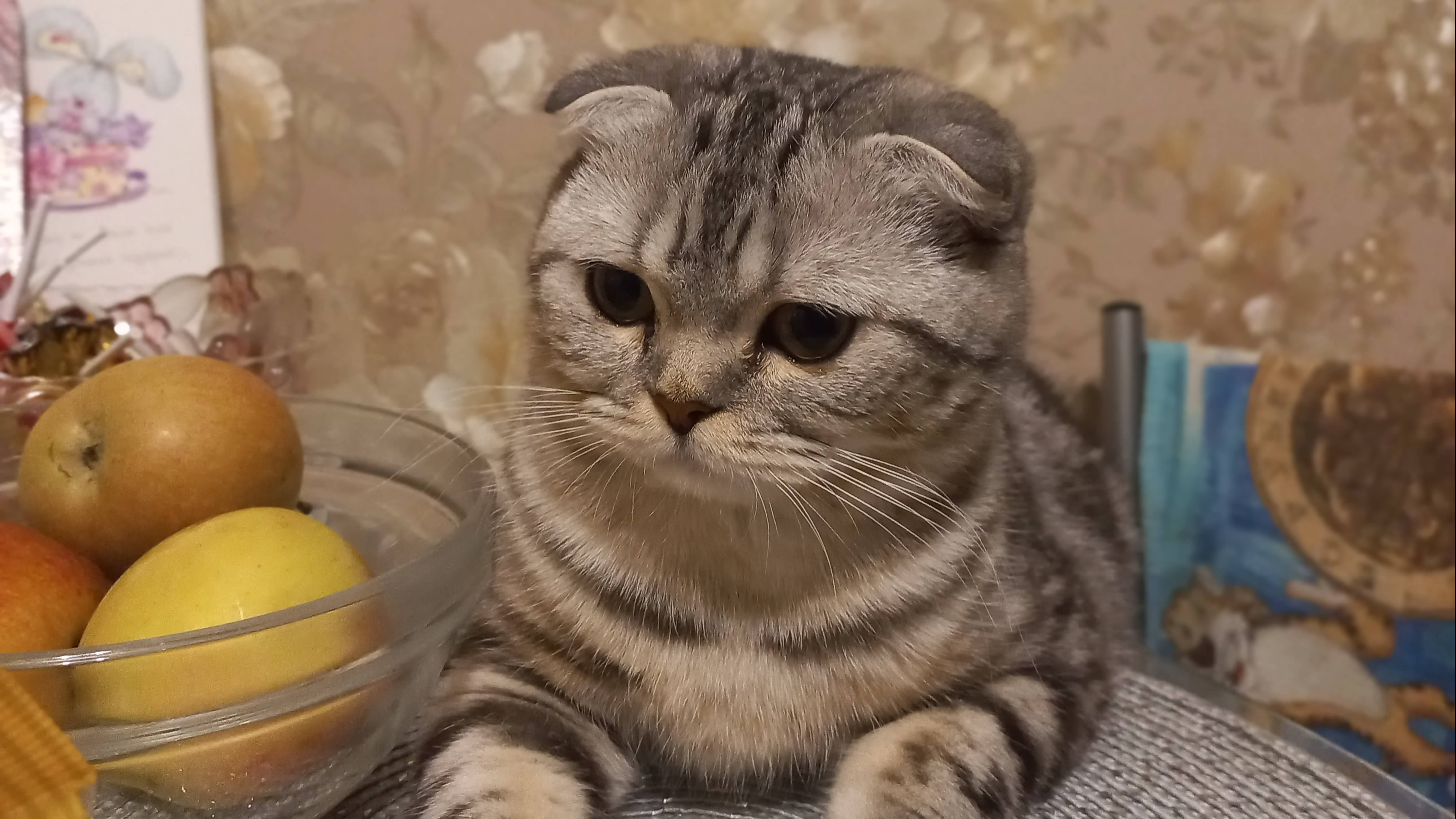 Биатрисина😻Когда кошка ест всё