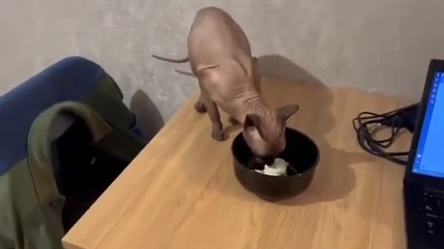 Оззи в гостях и там его балуют сметаной🐈🥰 #счастьевпростом #милыепитомцы #моймир #love #котик #кот смотреть онлайн