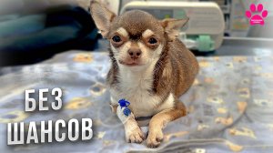 Собака потеряла всех щенков! Теперь мы точно знаем, что случилось!