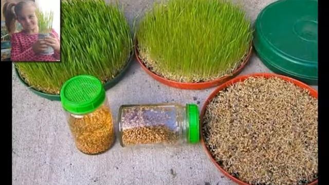 ჯეჯილი смотреть онлайн