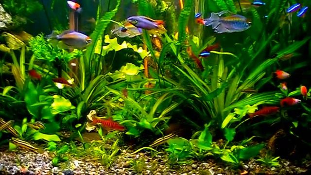 Aquarium. Модель тропического водоёма смотреть онлайн