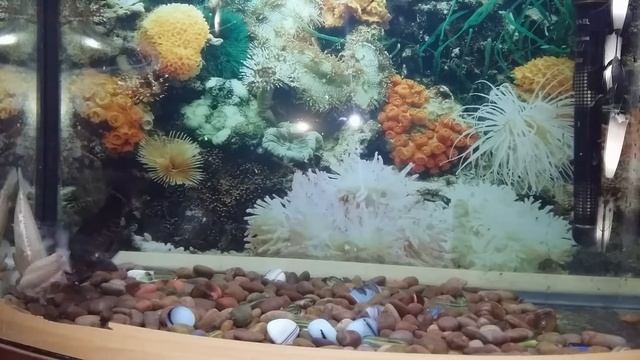 Наши Астронотусы смотреть онлайн