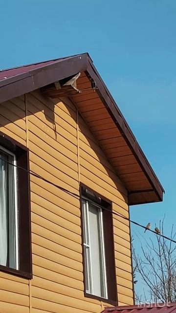 Домик в котором жили воробьи заняли скворцы и охраняют вход. смотреть онлайн