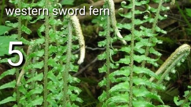 Top 10 Outdoor Fern Names/Outdoor Ferns смотреть онлайн