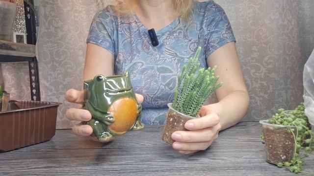 Укоренение черенков в кокосовом субстрате, как вывести растения их тепличных условий в комнатные смотреть онлайн