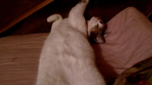 Кошка спит прикольно смотреть онлайн